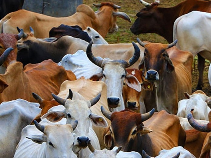 Donate for Cow Seva – Feed, Adopt, and Protect Sacred Cows